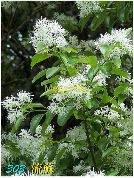 流蘇樹風水|流蘇樹 (Chionanthus retusus)